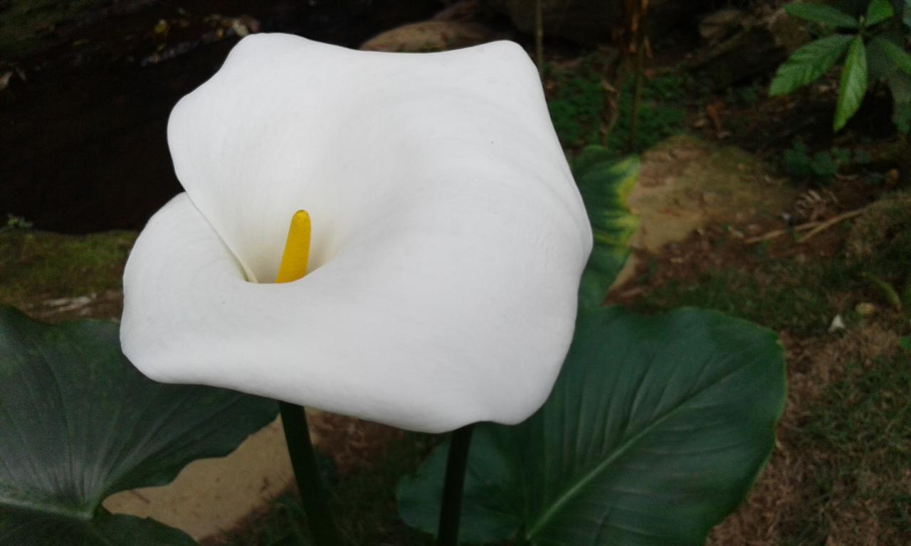Pousada Aguas Da Mata Brejetuba 외부 사진